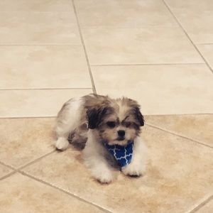 Meet your Posher, Franklin